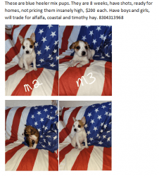 Blue healer mix at a great price! See ad fir details