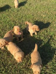 Adorable Golden retriever puppies available now