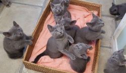 Pure Russian Blue Kittens Available