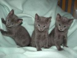 Blue Russian kittens for sale