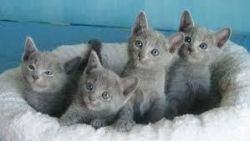 Cute male and female Russian Blue Kittens for sale