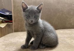 russian blue kittens ready for new home.