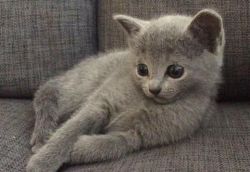 Russian Blue Kittens ready to go to their loving homes