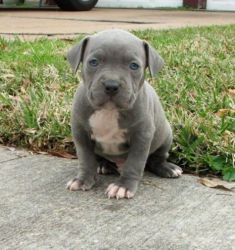 Blue pit available,he ia lovely and friendly,hit me up if you need