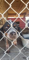 Have 4 100% Pure Kentucky Blue Tick Hound Dogsds