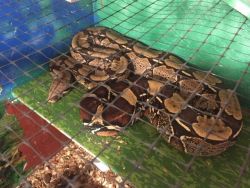 Large Redtail Boa