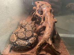“Lilith” Hypo Colombian red tailed boa constrictor