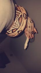 Red tail/motley boa constrictors