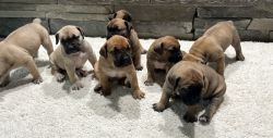READY for REHOME Boerboel Puppies Alabama