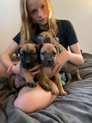 Boerboel puppies with great bloodlines