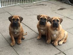 Boerbel Puppies