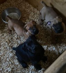 Boerboel puppies available