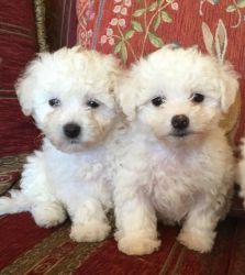 bolognese puppies for loving homes