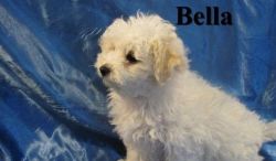 cute male and female belognese puppies for adoption...