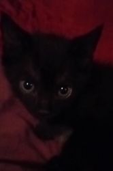Black miniature kitten