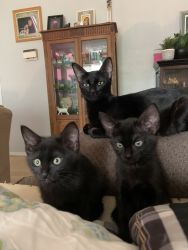 2 black female kittens. 1 adult female cat