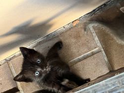 Sweet kitten up for adoption