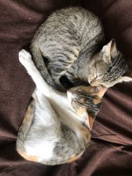 Pair of Kittens looking for a loving home