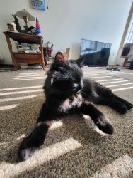 Cat that has fiv needs a new home
