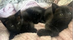 Two Adorable Kittens Ready For Adoption!!