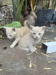 2 beige kittens, 2 grey kittens, &1 color mixed kitten