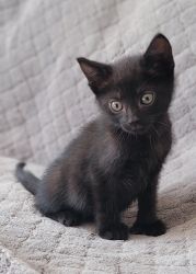 Bueatiful black bombay kitten