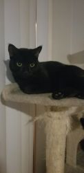 2 yr Old Male Black Cat