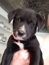 Borador puppies for sale