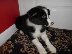 Border Collie Puppies Ready Now For Lovely .
