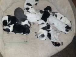 Blue Heeler Border Collie pups!