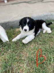 Border Collie and Great Pyrenees