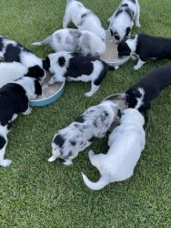 Border Collie Heeler Hybrid Puppies For Sale