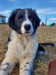 Rowdy male border collie Puppy for sale
