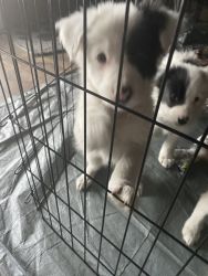 Border collie puppies ready for homes