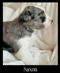 Boarder Collie Blue Merle puppy Saxon