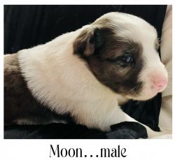 Boarder Collie puppy Blue Merle Moon