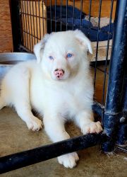 Border Collie Pup For Sale