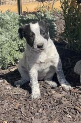 Border Collie/Heeler Puppies Available