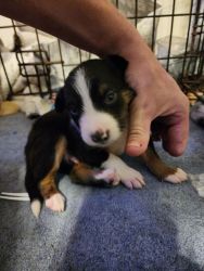 Border Collie pups for adoption