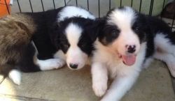 Lovely Border Collie puppies