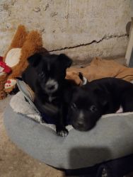 Border Pit puppys born 12/2/23