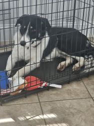 1 yr old Border Collie for