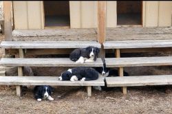 3 Border Collies puppies/1 Female/2 Males