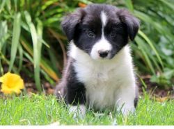 border collie great home trained puppies are ready for new homes