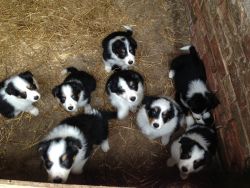 Determined and brave Border Collie puppies