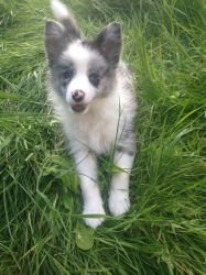 Collie Pups For Sale 3 Girls Left