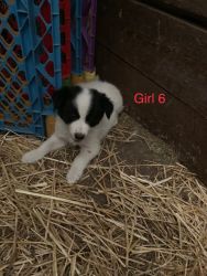 lovely and smart Border Collie puppies