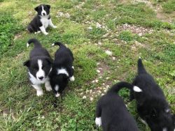 ABCA Border Collie puppies