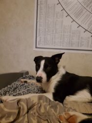 10 month old border collie