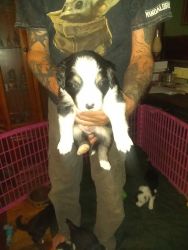 Purebred border collies puppies available mid March.
